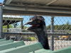 adoptable Bird in santa rosa, CA named *LIMU EMU