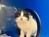 adoptable Cat in santa rosa, CA named *LIAM