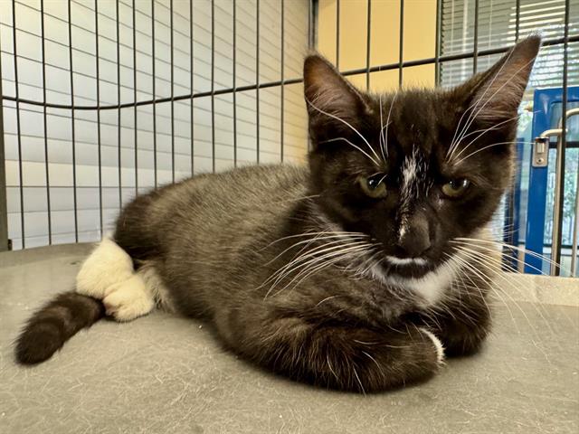 adoptable Cat in Santa Rosa, CA named *MURPHY