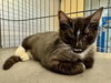adoptable Cat in santa rosa, CA named *MURPHY