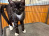adoptable Cat in santa rosa, CA named *MARY