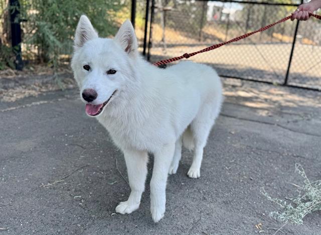adoptable Dog in Santa Rosa, CA named *FREDDIE