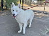 adoptable Dog in santa rosa, CA named *FREDDIE