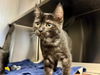 adoptable Cat in santa rosa, CA named *ESTELLE