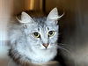 adoptable Cat in  named *SILVER LUCY