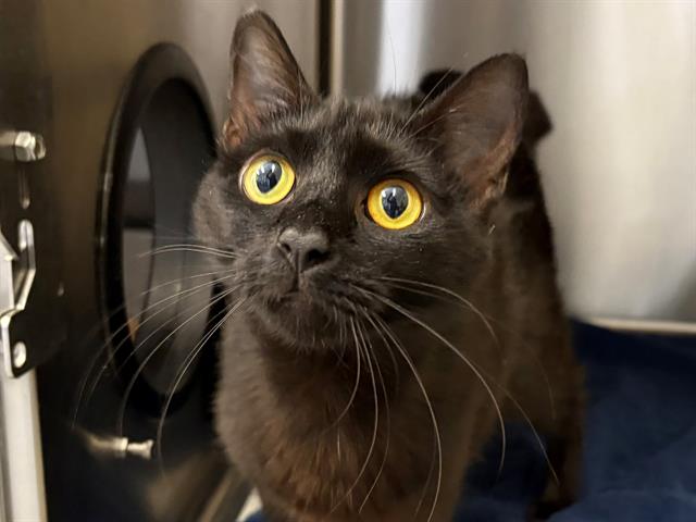adoptable Cat in Santa Rosa, CA named *JOSIE
