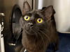 adoptable Cat in santa rosa, CA named *JOSIE