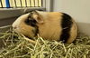 adoptable Guinea Pig in  named *BELLA