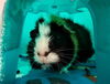 adoptable Guinea Pig in  named *BIANCA