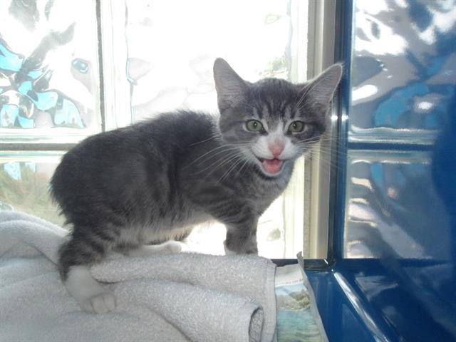 adoptable Cat in Santa Rosa, CA named *FINLAY