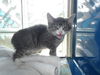 adoptable Cat in santa rosa, CA named *FINLAY