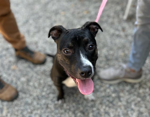 adoptable Dog in Santa Rosa, CA named *REISA