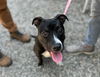 adoptable Dog in  named *REISA