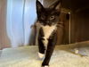 adoptable Cat in santa rosa, CA named *GWYNETH