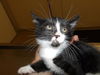 adoptable Cat in santa rosa, CA named *FALSTAFF
