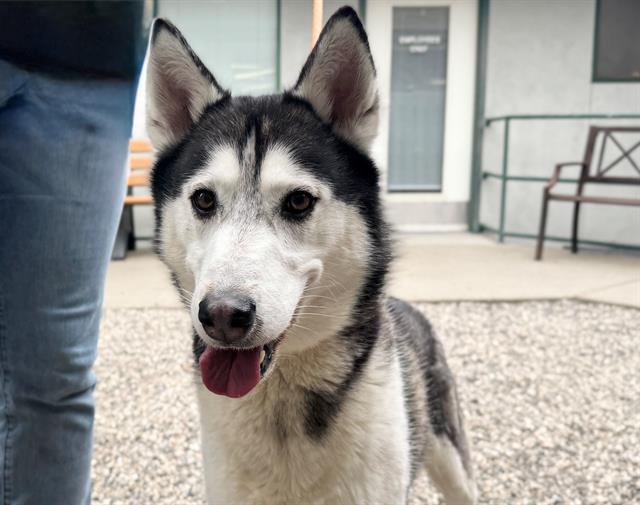adoptable Dog in Santa Rosa, CA named KRATOSS