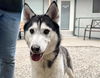 adoptable Dog in  named KRATOSS