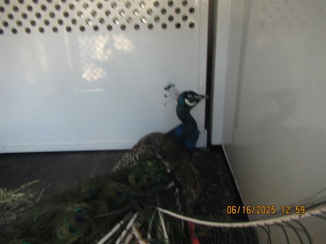 adoptable Bird in Santa Rosa, CA named A434515