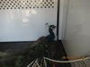 adoptable Bird in  named A434515