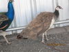 adoptable Bird in  named A434731