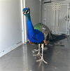 adoptable Bird in  named A434780