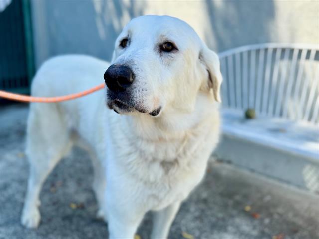 adoptable Dog in Santa Rosa, CA named *LEONARD