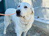 adoptable Dog in  named *LEONARD