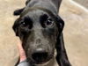 adoptable Dog in  named *JUNE