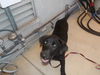 adoptable Dog in  named *CAGNEY