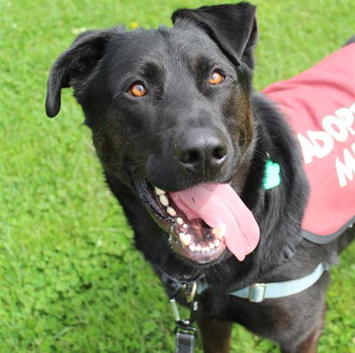 ROCKY - Labrador Retriever available for adoption