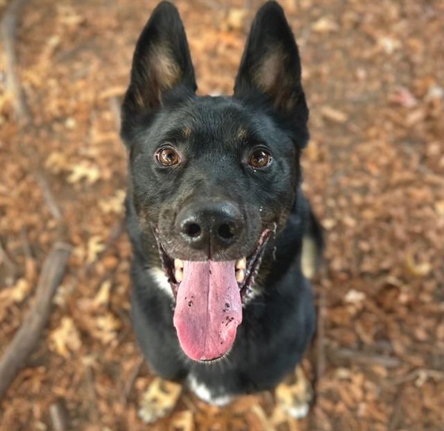 COCO