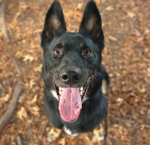 COCO - German Shepherd Dog available for adoption