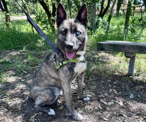 *LINDSEY, an adoptable Queensland Heeler in Santa Rosa, CA