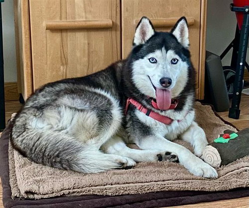 picture of the dog needing adoption
