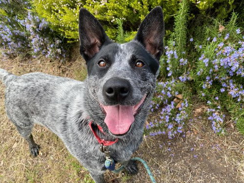 picture of the dog needing adoption