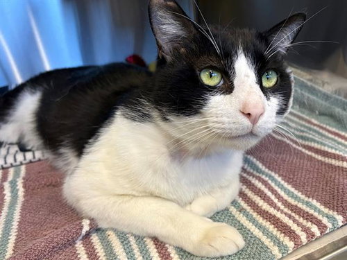 *LENNY, an adoptable Domestic Short Hair in Santa Rosa, CA