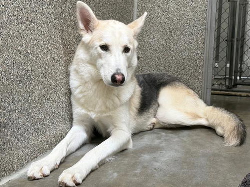 picture of the dog needing adoption