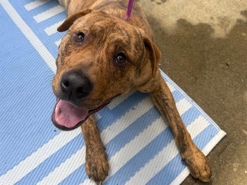 picture of the dog needing adoption