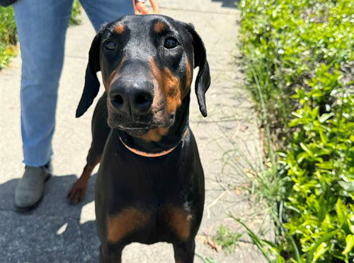picture of the dog needing adoption