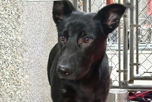 picture of the dog needing adoption