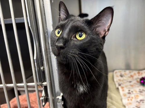 *BEATRICE, an adoptable Domestic Short Hair in Santa Rosa, CA