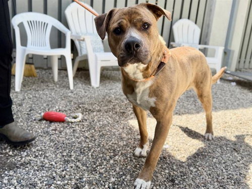 OSO, an adoptable Pit Bull Terrier in Santa Rosa, CA