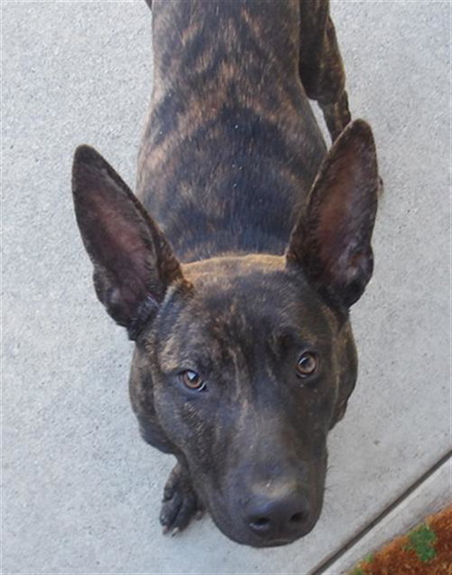 *MOUSE, an adoptable German Shepherd Dog in Santa Rosa, CA