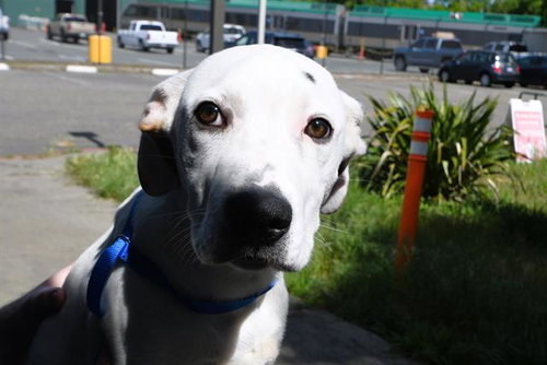 picture of the dog needing adoption