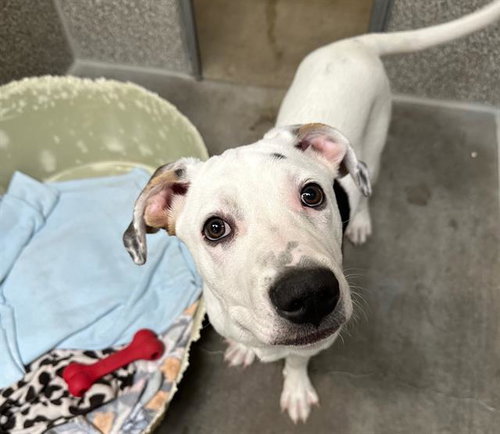 picture of the dog needing adoption