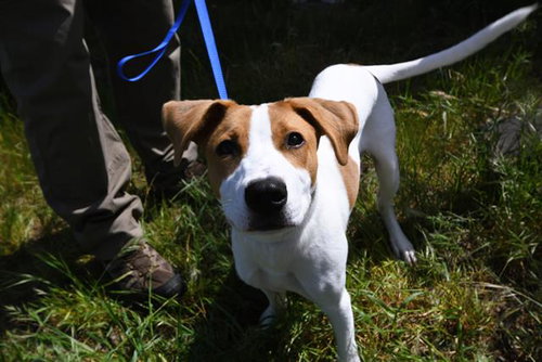picture of the dog needing adoption