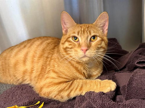 BRAY, an adoptable Domestic Short Hair in Santa Rosa, CA