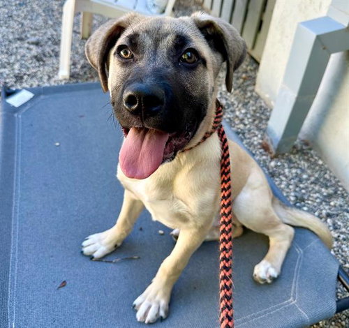 picture of the dog needing adoption