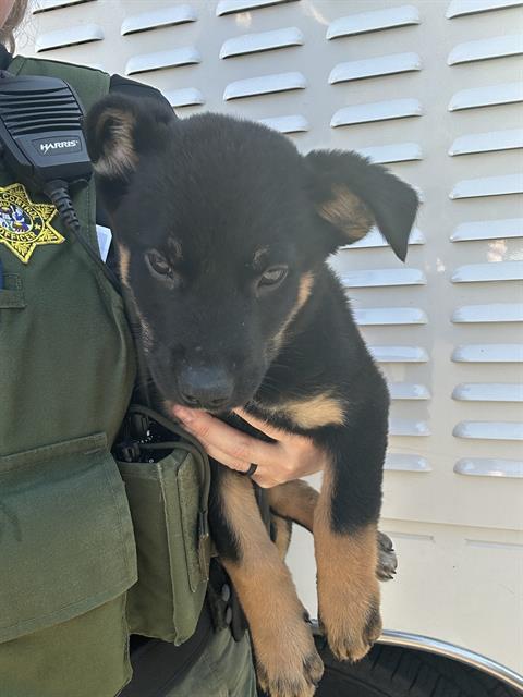*OZ, an adoptable German Shepherd Dog in Santa Rosa, CA