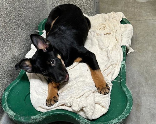 picture of the dog needing adoption